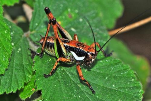 Eupholidoptera sp.